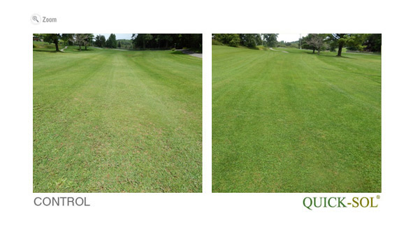 ComparaciÃ³n de Tamano 37 dias