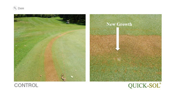 ComparaciÃ³n de Tamano 37 dias