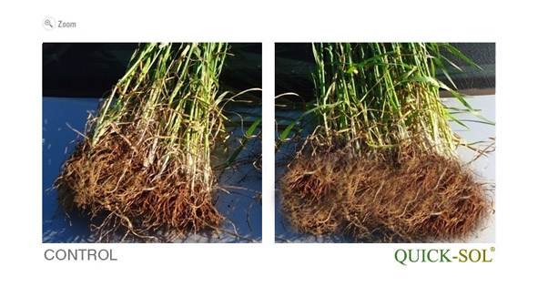 ComparaciÃ³n de raiz 24 dias