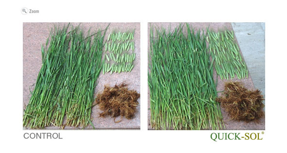 ComparaciÃ³n de Espiga, Tallo y Raiz 75 dias